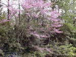 redbud tree picture