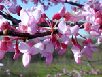 redbud tree picture