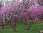 redbud tree picture