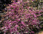 redbud tree picture