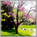 redbud tree picture