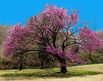 redbud tree picture