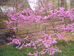 redbud tree picture