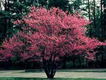 redbud tree picture
