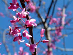 redbud tree picture