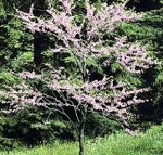 redbud tree picture