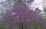 redbud tree picture