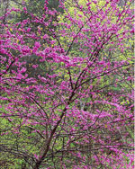 redbud tree picture