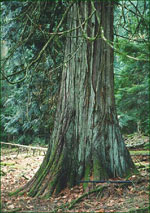 Red Cedar Tree Photo