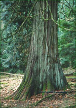 cedar tree picture