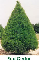 cedar tree picture