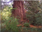 redwood tree picture