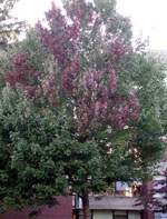 maple tree picture