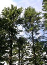 spruce tree picture
