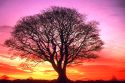 tree wallpaper