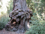 redwood tree picture