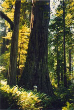 redwood tree picture