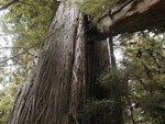 redwood tree picture