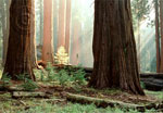 redwood tree picture