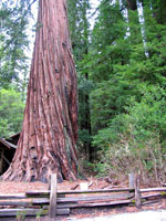 redwood tree picture