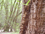 redwood tree picture