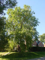 birch tree picture