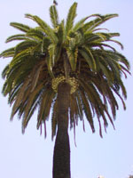 palm tree photo