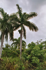 palm tree photo