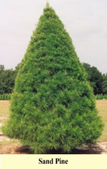pine tree picture