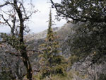 fir tree picture