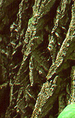 sassafras tree picture