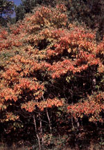 sassafras tree picture