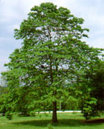 sassafras tree picture