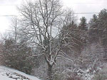 sassafras tree picture