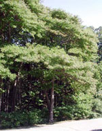 sassafras tree picture