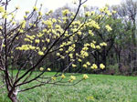 sassafras tree picture
