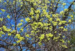 sassafras tree picture