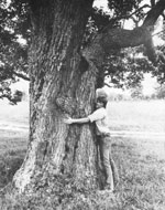 sassafras tree picture