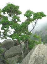 sassafras tree picture