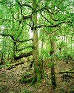 sassafras tree picture