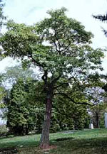 sassafras tree picture