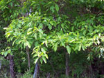 sassafras tree picture