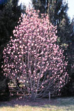 magnolia tree picture