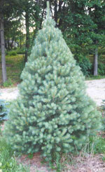 pine tree picture