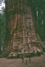 sequoia tree picture