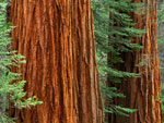 sequoia tree picture