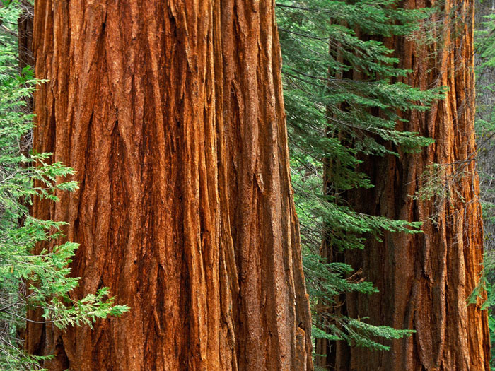 http://www.tree-pictures.com/sequoia-trees.jpg