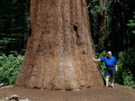 sequoia tree picture