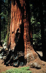 sequoia tree picture