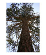 sequoia tree picture